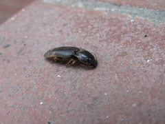 Conoderus semimarginatus