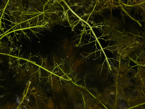 humped bladderwort