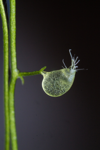 humped bladderwort