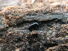 Platylomalus aequalis