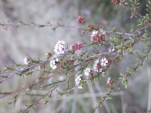 Kunzea ericoides