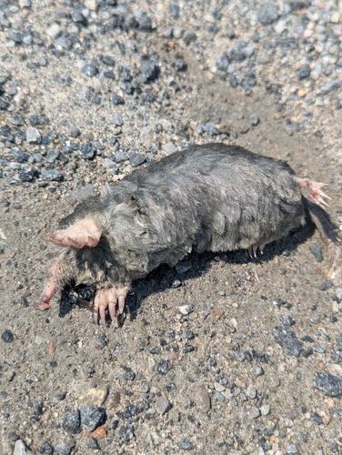 Hairy-tailed Mole observed by adam_holder