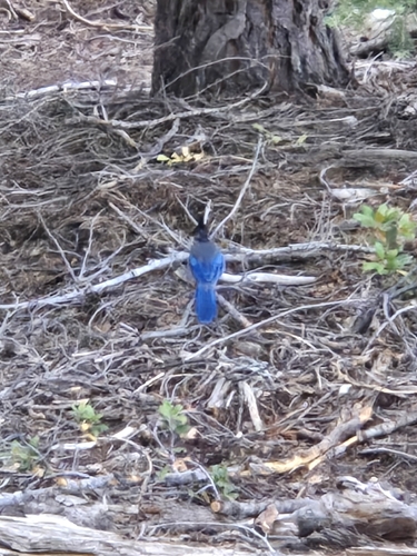 iNaturalist observation photo of Steller's Jay