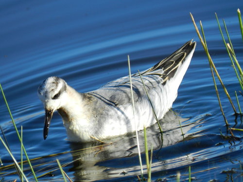 Red Phalarope