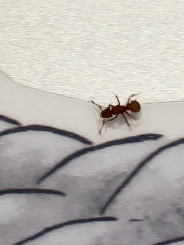 Wheeler’s Fungus-farming Ant