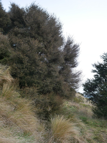 Kunzea ericoides, photograph 1