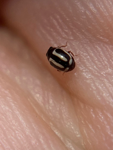 Small Pied Lady Beetles