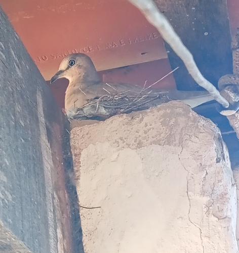 Picuí Ground Dove