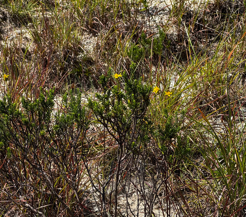 Chrysactinia mexicana, 2026-08-09