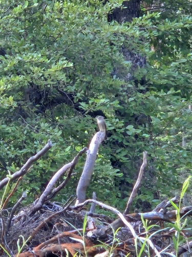 iNaturalist observation photo of Tyrant Flycatchers