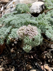 Cymopterus aboriginum