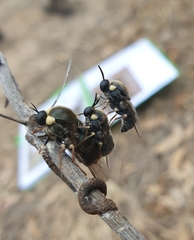 Panops conspicuus