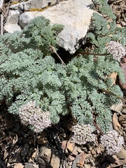 Cymopterus aboriginum