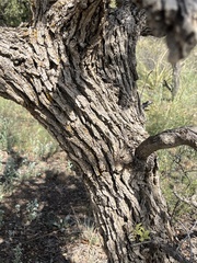 Quercus arizonica, photograph author not stated, no rights reserved