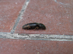 Conoderus semimarginatus