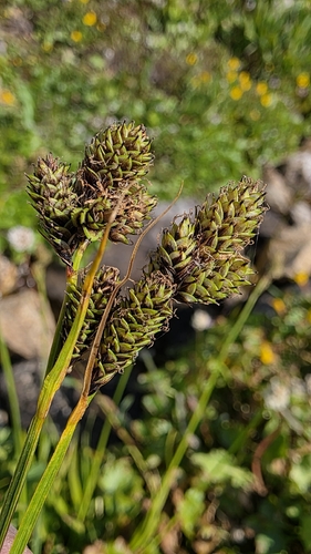 Carex heteroneura observed 2026-07-30