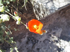 Sphaeralcea coulteri