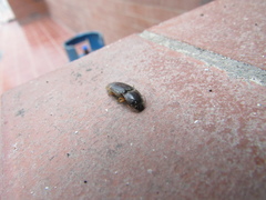 Conoderus semimarginatus