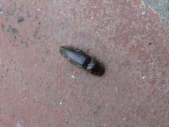 Conoderus semimarginatus