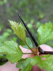 Crataegus margarettae