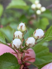 Crataegus margarettae