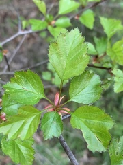 Crataegus margarettae