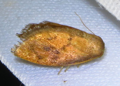 Heterogenea shurtleffi