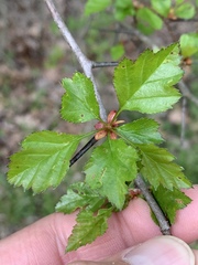 Crataegus margarettae