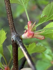 Crataegus margarettae