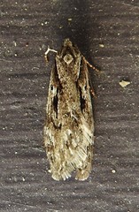 Semioscopis aurorella