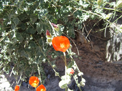 Sphaeralcea coulteri