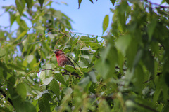 Haemorhous mexicanus