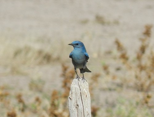 Mountain Bluebird