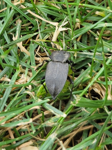 Embaphion contusum