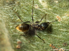Colobopsis leonardi