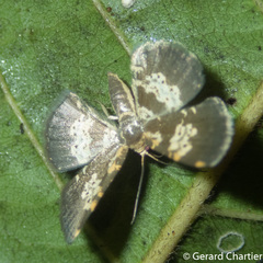 Peratophyga bifasciata