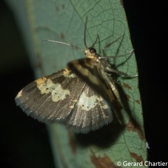 Peratophyga bifasciata