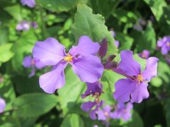 Orychophragmus violaceus