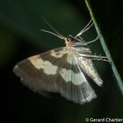 Peratophyga bifasciata