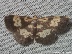Peratophyga bifasciata