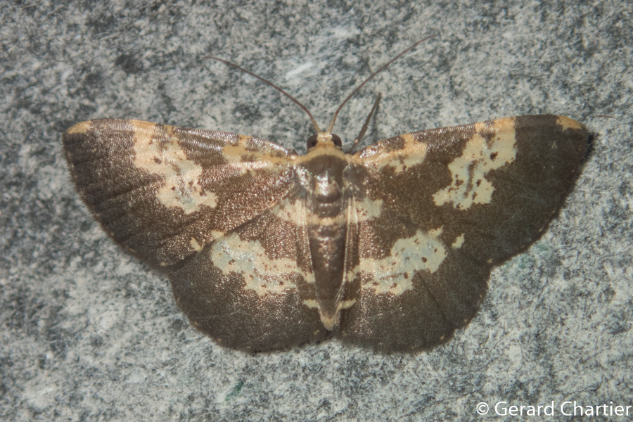 Peratophyga bifasciata
