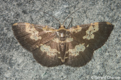 Peratophyga bifasciata