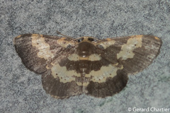 Peratophyga bifasciata