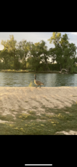 Branta canadensis