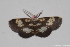 Peratophyga bifasciata