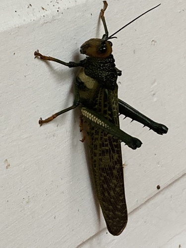 giant red-winged grasshopper