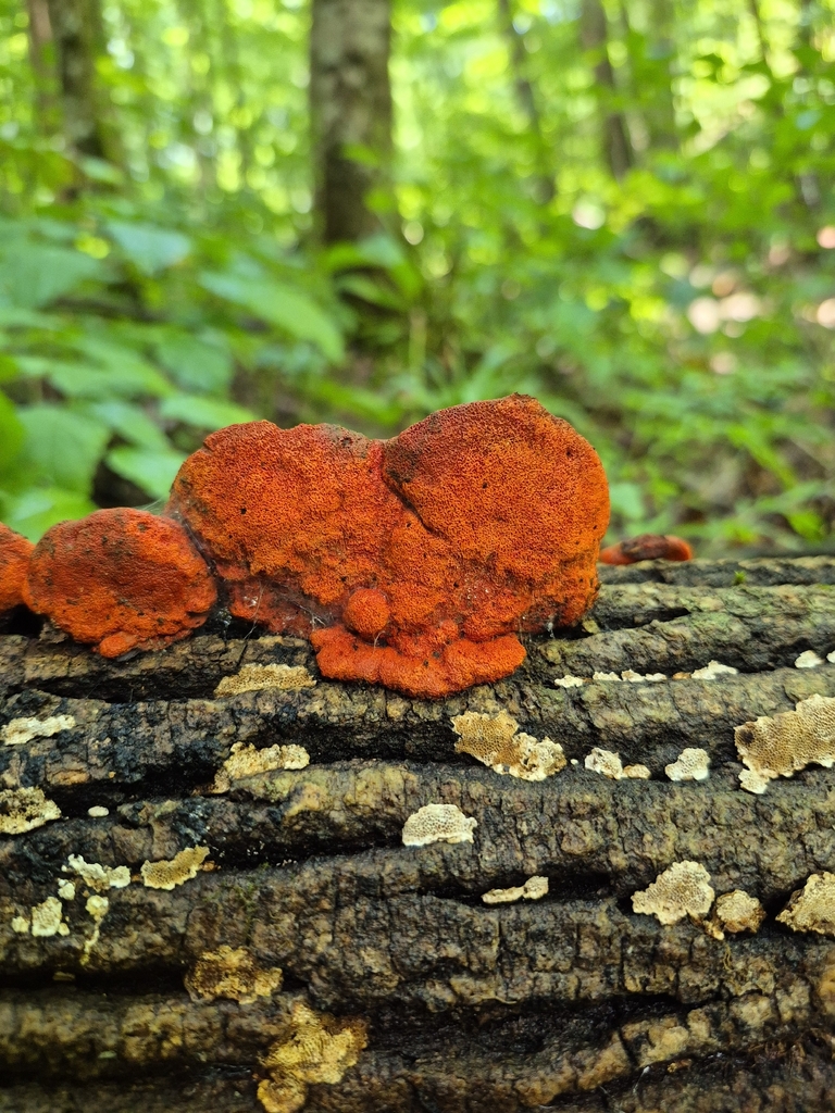 Northern Cinnabar Polypore · August 2026 · photo: Photo: (c) Nina Grauley, some rights reserved (CC BY) · iNaturalist