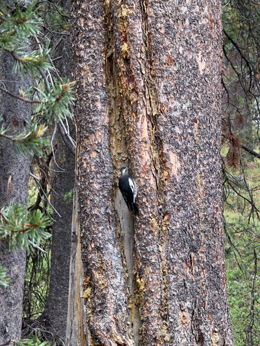 iNaturalist observation photo of Williamson's Sapsucker