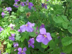 Orychophragmus violaceus