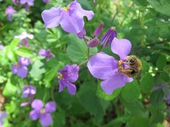 Orychophragmus violaceus